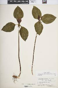 Trillium recurvatum image