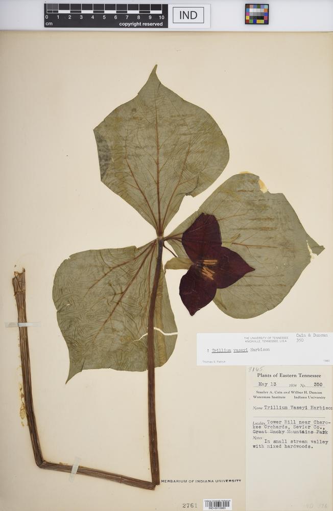 Trillium vaseyi image