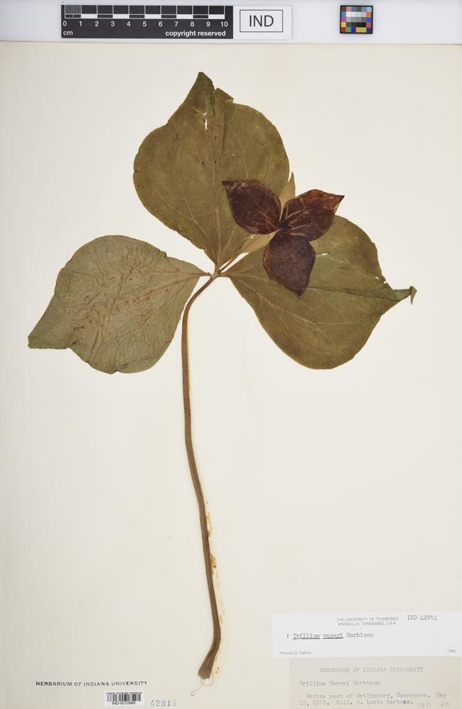 Trillium viride image