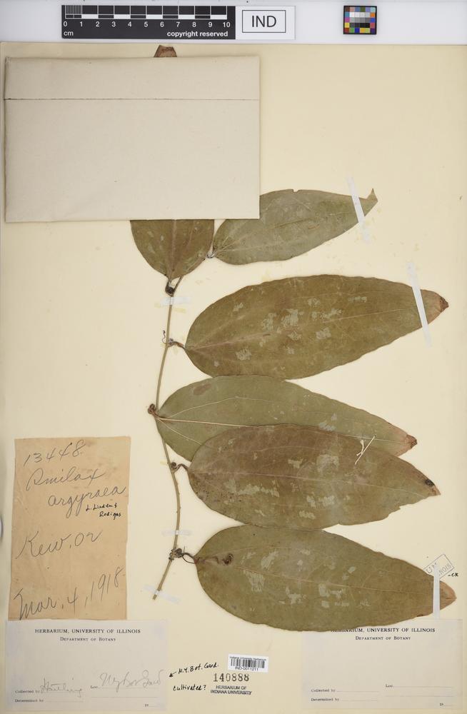 Smilax argyraea image