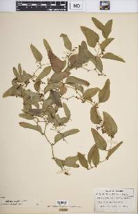 Smilax auriculata image