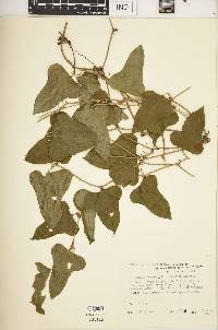 Smilax bona-nox image