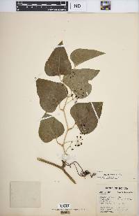 Smilax bona-nox image