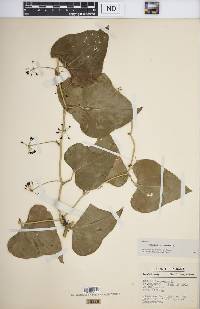 Smilax bona-nox image