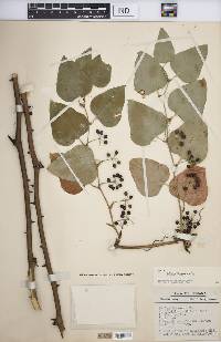 Smilax bona-nox image