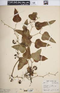 Smilax bona-nox image