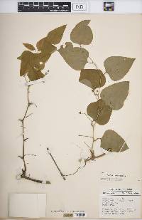 Smilax bona-nox image