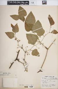 Smilax bona-nox image