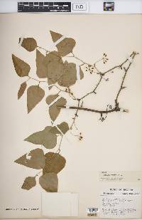 Smilax bona-nox image