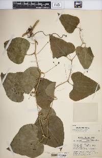 Smilax bona-nox image