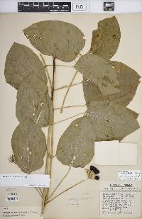 Smilax ecirrhata image