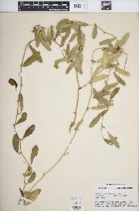 Smilax havanensis image