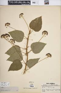 Smilax herbacea image