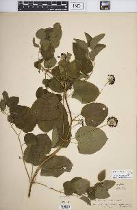 Smilax lasioneura image