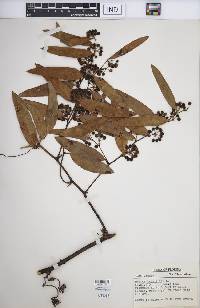 Smilax laurifolia image