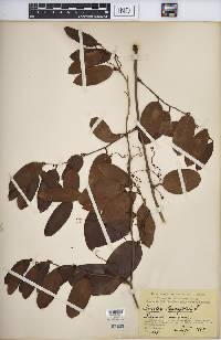 Smilax laurifolia image