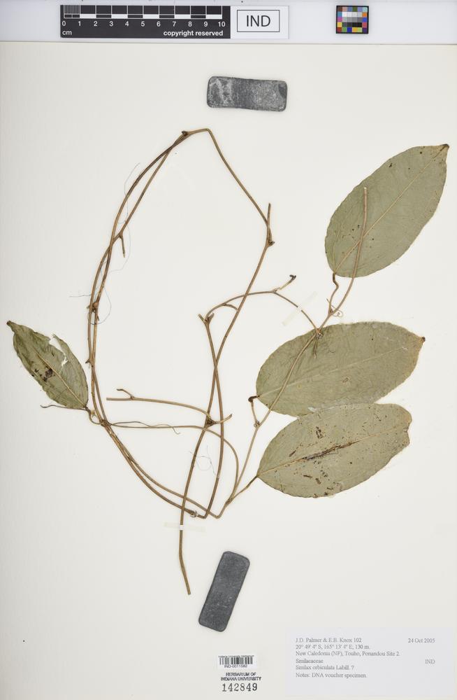 Smilax orbiculata image