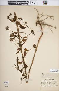 Smilax pulverulenta image