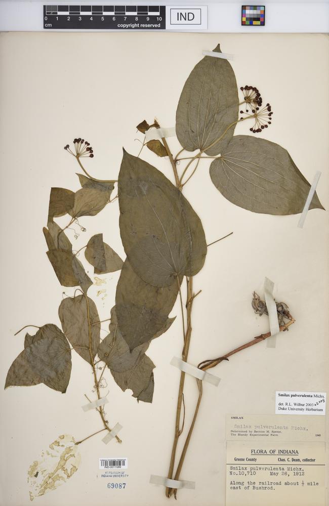 Smilax pulverulenta image
