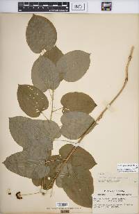 Smilax pulverulenta image