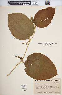 Smilax subpubescens image