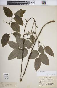 Smilax tamnoides image