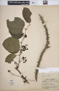 Smilax tamnoides image