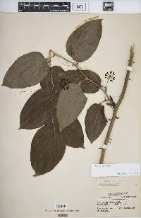 Smilax tamnoides image