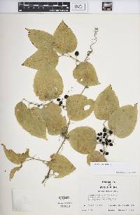 Smilax tamnoides image