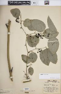 Smilax tamnoides image