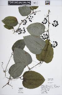 Smilax tamnoides image