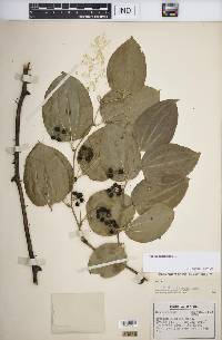 Smilax tamnoides image