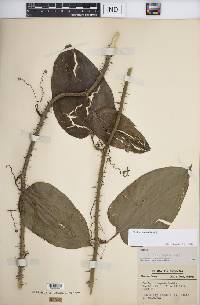 Smilax tamnoides image