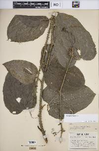 Smilax tamnoides image