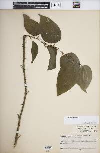 Smilax tamnoides image