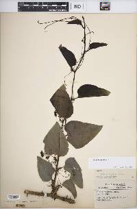 Smilax tamnoides image