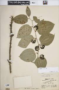 Smilax tamnoides image