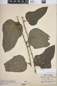 Smilax tamnoides image