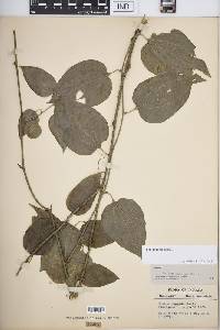 Smilax tamnoides image