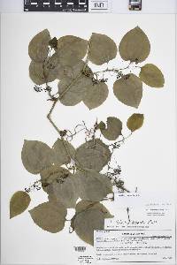 Smilax tamnoides image