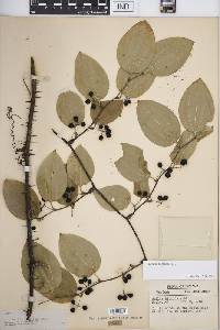 Smilax tamnoides image