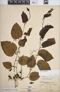 Smilax tamnoides image