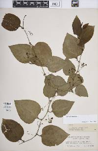 Smilax tamnoides image