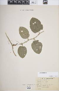 Smilax tamnoides image