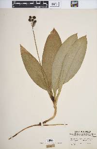 Clintonia borealis image