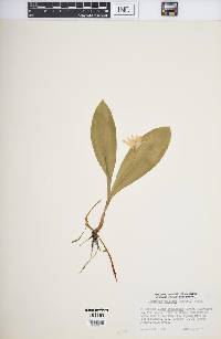 Clintonia uniflora image