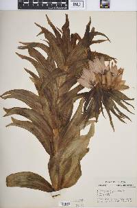 Fritillaria imperialis image