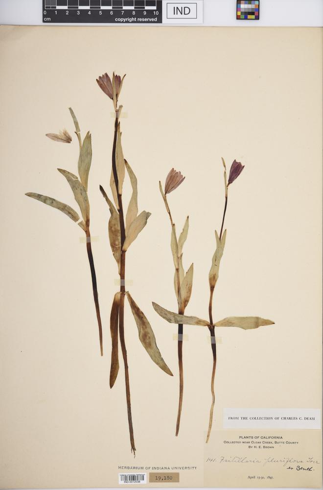 Fritillaria pluriflora image