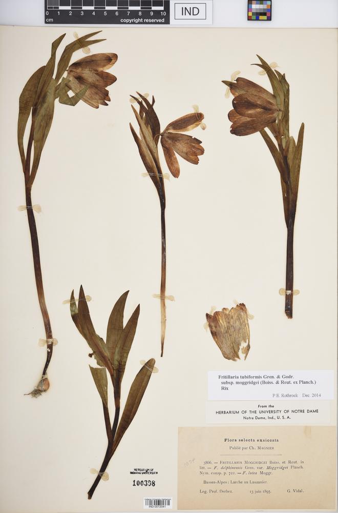 Fritillaria tubiformis subsp. moggridgei image