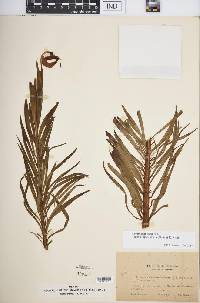 Lilium pomponium image